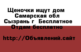 Щеночки ищут дом! - Самарская обл., Сызрань г. Бесплатное » Отдам бесплатно   